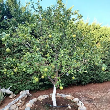 Elegant And Serene Angeliki Fokata